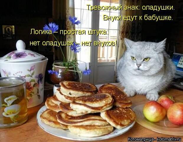 Лучшие котоматрицы недели