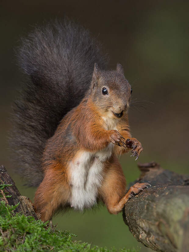Фото: Siegfried Noët