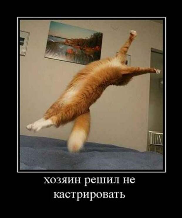 Веселые картинки демотиваторы.