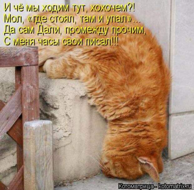 Котоматрица недели (31 фото)