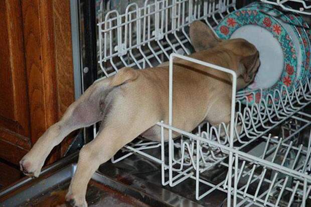 Собачьи неудачи - Французский бульдог в посудомоечной машине 