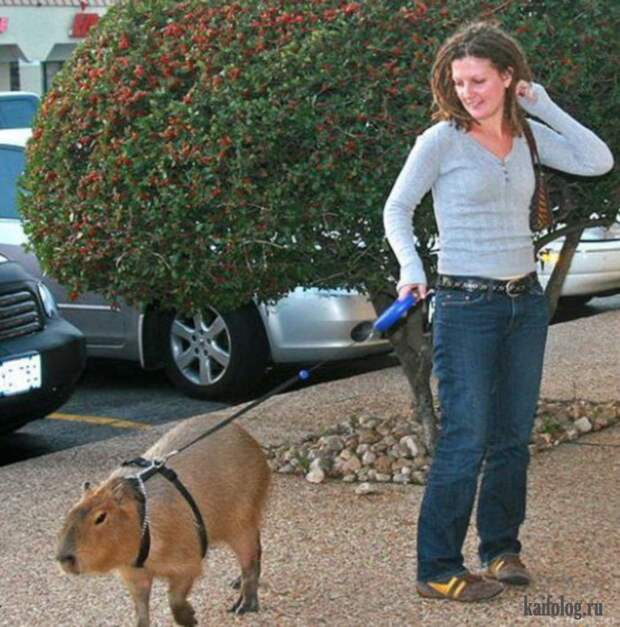 Необычные домашние животные (55 фото) Необычные домашние животные (55 фото)