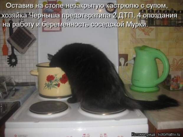 котоматрицы (50 фото) котоматрицы (50 фото)