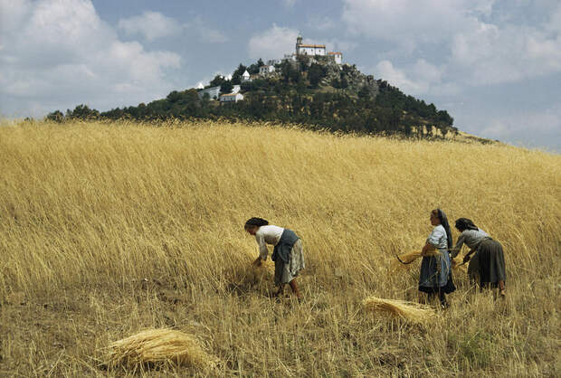 1965 Tras os Montes, Portugal women-harvest-golden-wheat-with-sickle-volkmar-k-wentzel.jpg