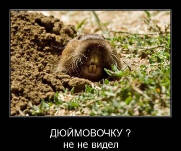 Демотиваторы новые, надписи и фото прикольные.
