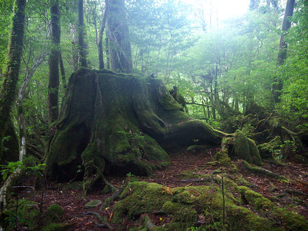 Япония, Якусима, остров, якушима, yakushima, лес, yakusugi land, кедр, мох, поход, зеленый, дерево, пень, гигантский