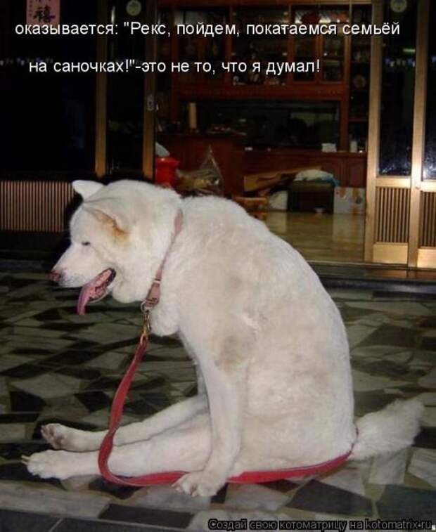 Котоматрицы (картинки с надписями)