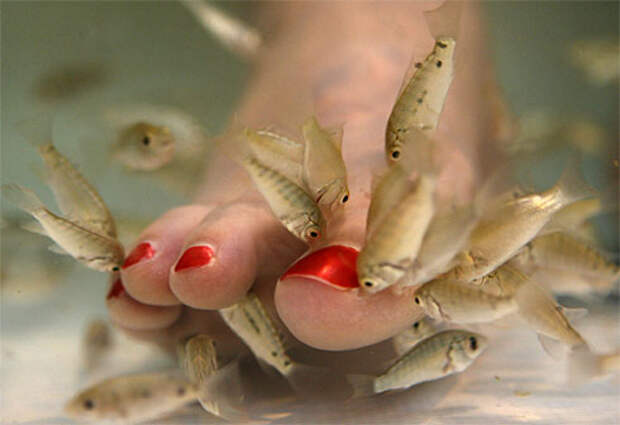 fish-pedicure