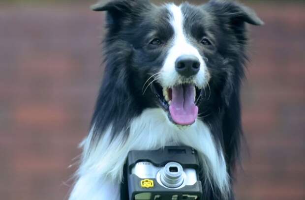 Nikon «Heartography» - фотоаппарат для собак, срабатывающий при учащении пульса