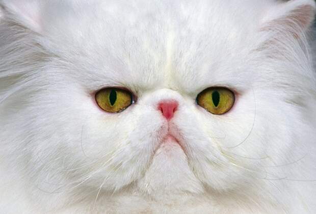 Недовольный кот