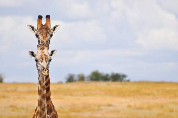 Comedy Wildlife Photo Awards 8