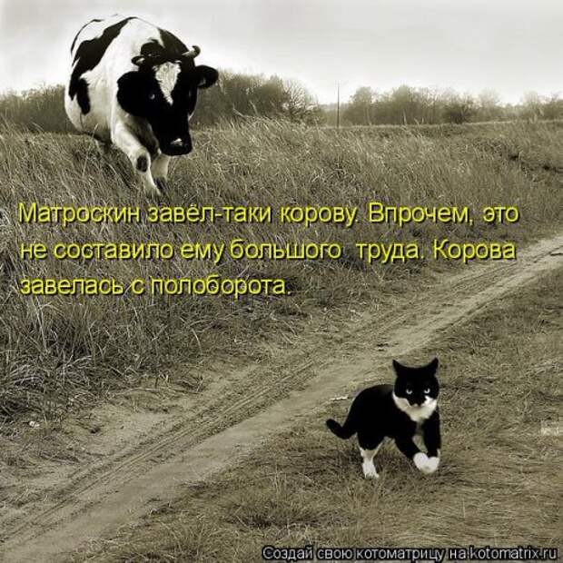 Лучшая котоматрица недели (32 фото)