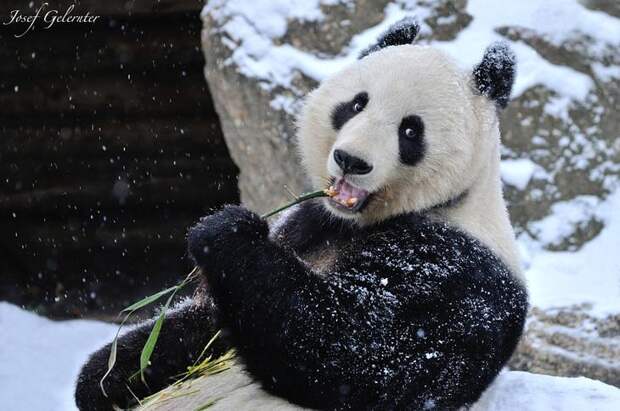 Скучающие, задумчивые и забавные панды - 50 очаровательных фотографий