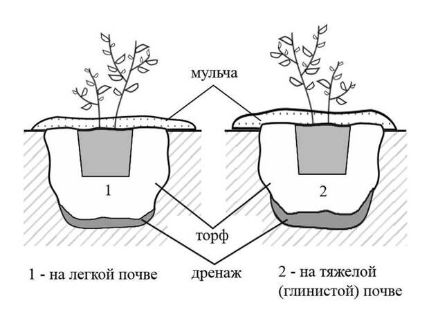 Посадка голубики в различные почвы