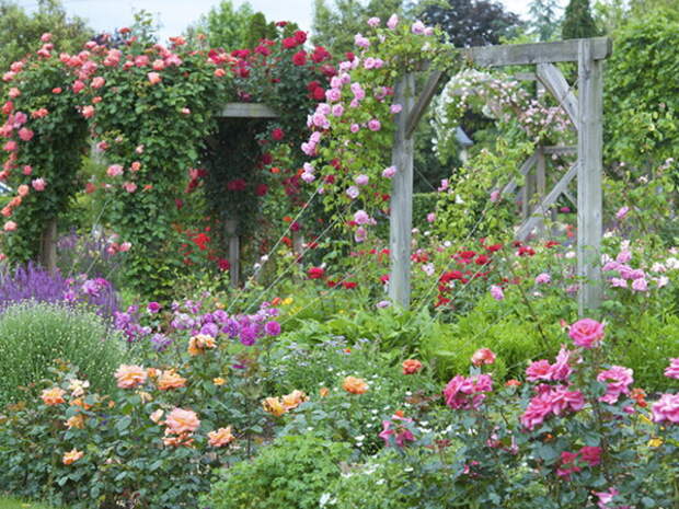 4497432_rosesingardeninspiration16 (600x450, 168Kb)