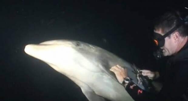 Дельфин попросил дайвера о помощи