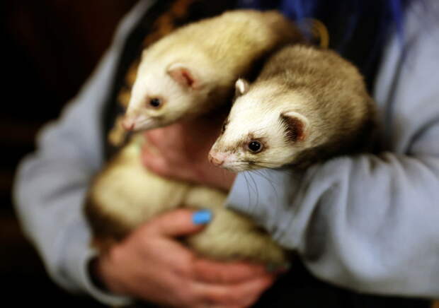 В США собакам давали наркотики и приучали хорьков пить алкоголь