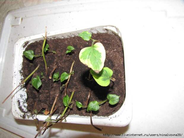 IMG_2848 (640x480, 163Kb)