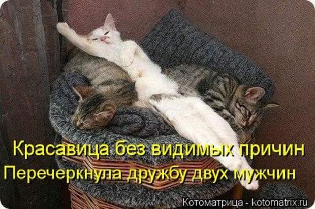 Новые юморные котоматрицы (27 шт) Новые юморные котоматрицы (27 шт)