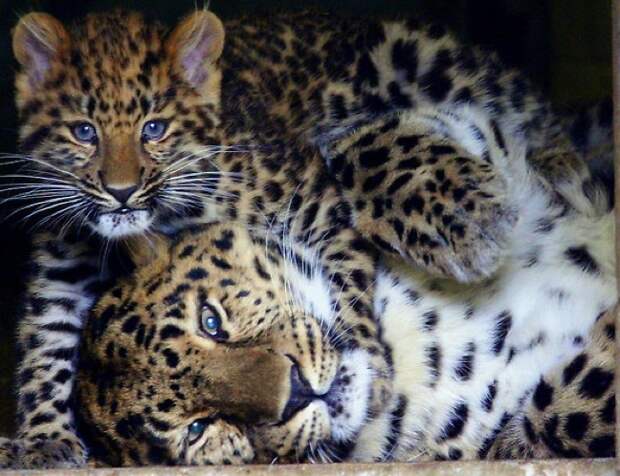 25 Most Endangered Species on Earth
