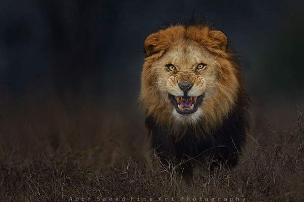 Агрессия льва в фотографии Atif Saeed