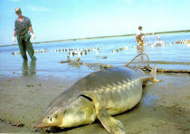 Рыба КАЛУГА.  Вид Калуга занесён в международную Красную Книгу. калуга, рыба