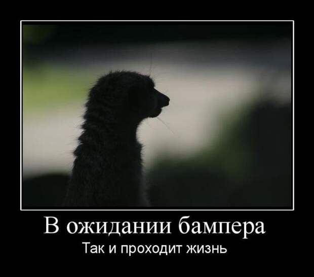 Демотиваторы (50 фото)