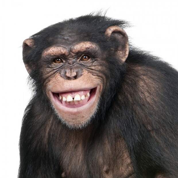 ape smiling