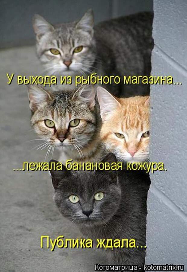 Лучшие котоматрицы недели