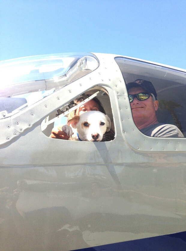 shelter-dog-airplane-transport-wings-of-rescue-yehuda-netanel-18