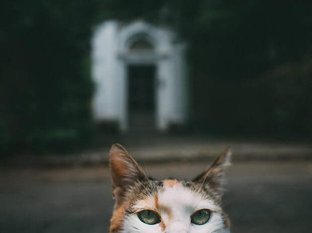 Городские кошки в фотографиях Hajdu Tamás