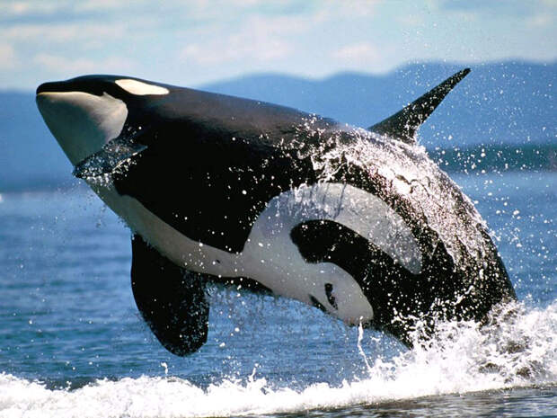 Самые опасные животные для людей Косатка (Orcinus orca) самец, фото киты фотография