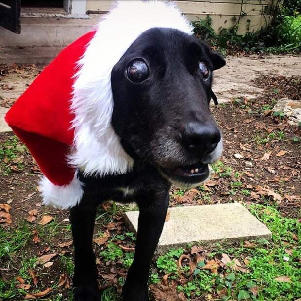 14-летнего пса перед самым Рождеством вышвырнули из дома... Но теперь его жизнь круто изменилась!