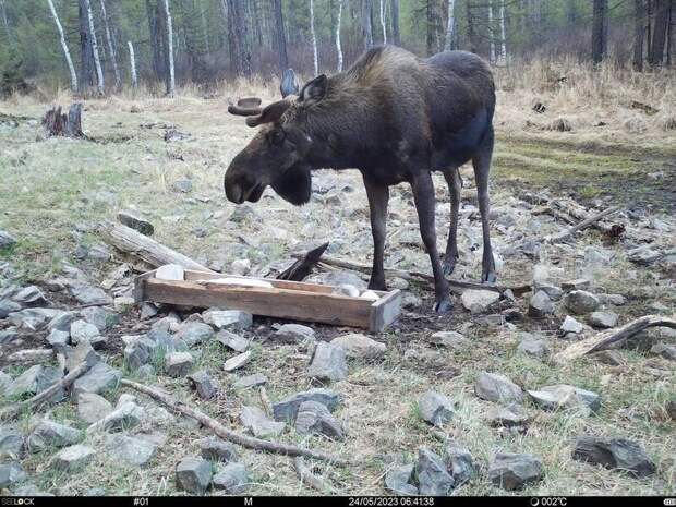 Огромный лось бегал по центру Николаевска-на-Амуре