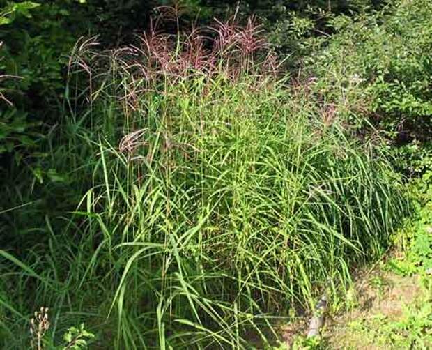 Мискантус Мискантус