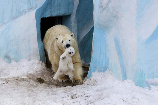 Polar Bear Gerda Playing With Cub