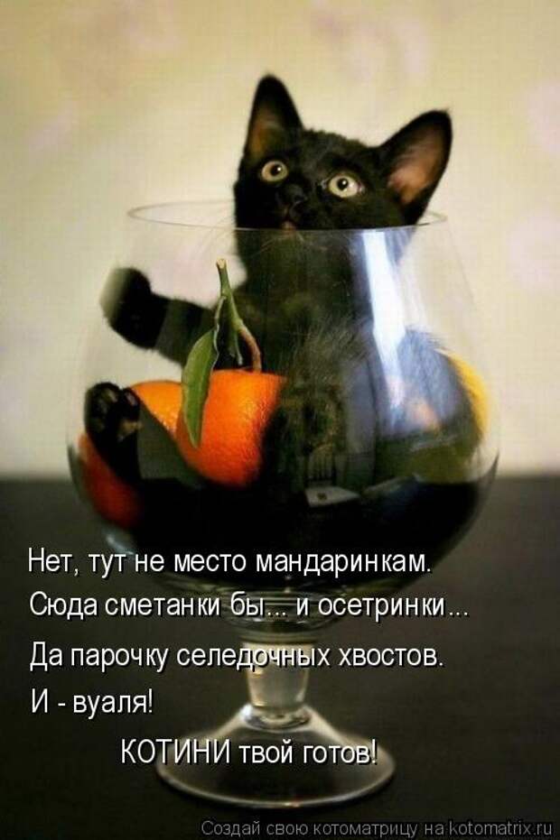 Котоматрица: Нет, тут не место мандаринкам. Сюда сметанки бы... и осетринки... Да парочку селедочных хвостов. И - вуаля! КОТИНИ твой готов!