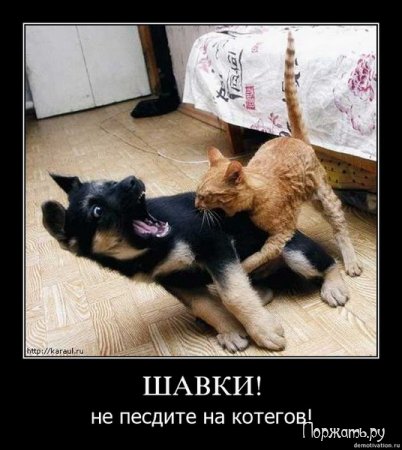 Быстрый поиск Демотиваторов (21 фото)