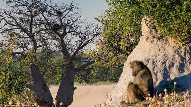 Фотограф показал сафари в Ботсване в гипнотическом таймлапс-видео ботсвана, видео, дикая природа, животные, красиво, таймлапс, фото, фотограф
