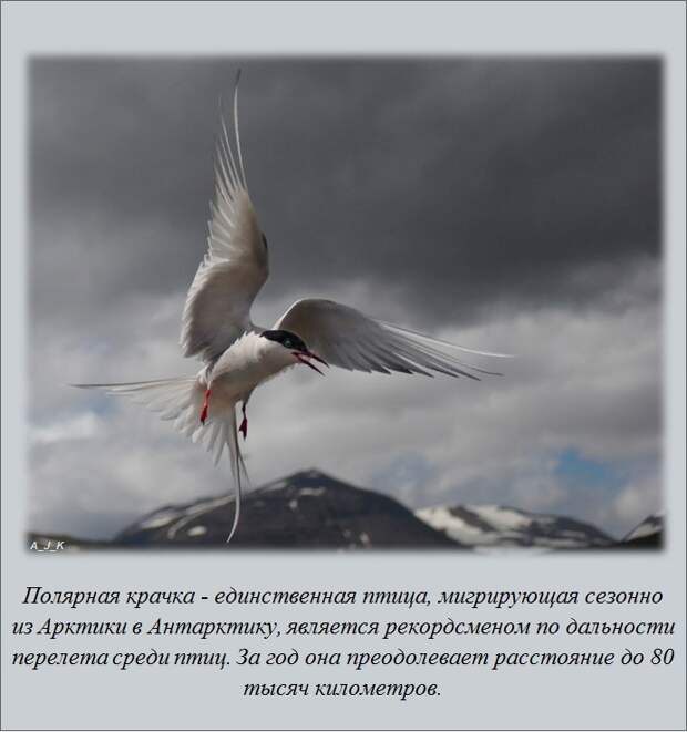 Только факты и ничего, кроме них (20 штук) Только факты и ничего, кроме них (20 штук)