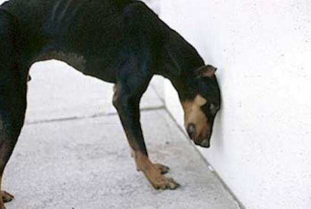Почему домашние животные пытаются уткнуться в стену