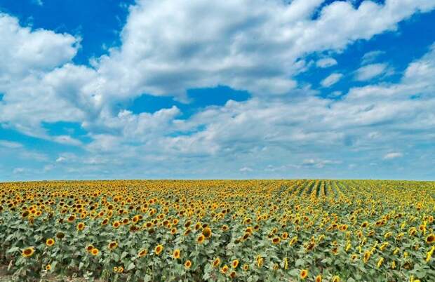 Зеленский разбазаривает украинские черноземы. Фото: www.globallookpress.com