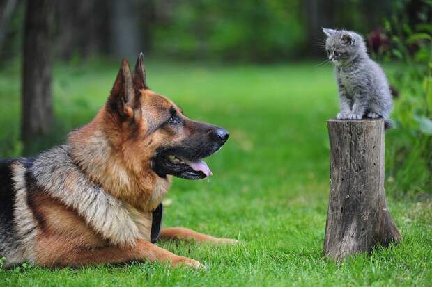 Кошки - самые лучшие друзья собак кошки, собаки