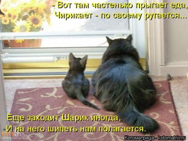 Новая котоматрица (36 фото)