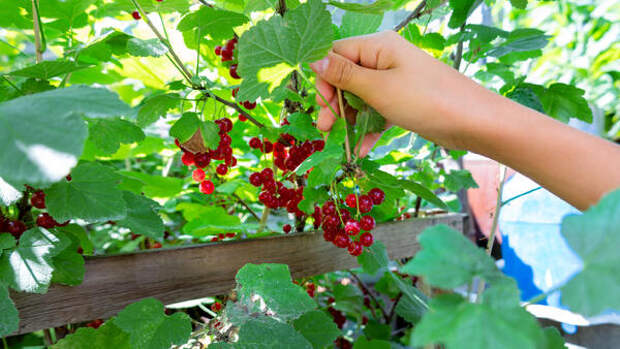 Ягоды будут размером с вишню: секретная схема подкормки смородины в апреле