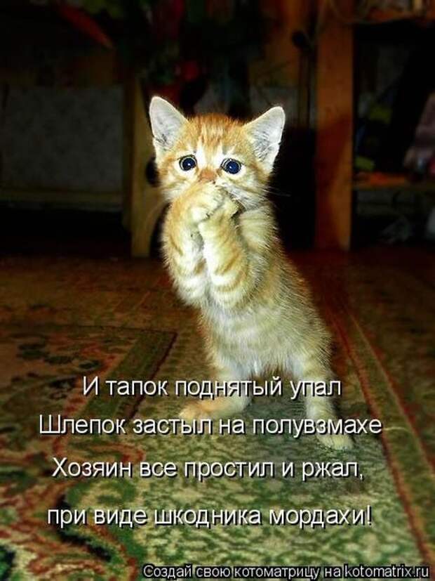 Лучшие котоматрицы недели