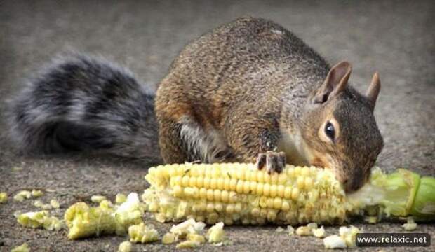 funny_animals_008