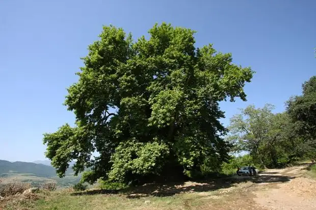 Самые древние деревья на Земле