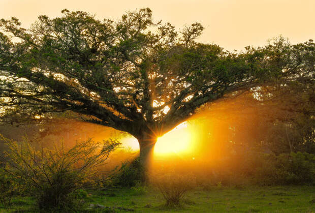 the_rebirth_of_light_by_john_peter-d6f57r9 (700x473, 492Kb)