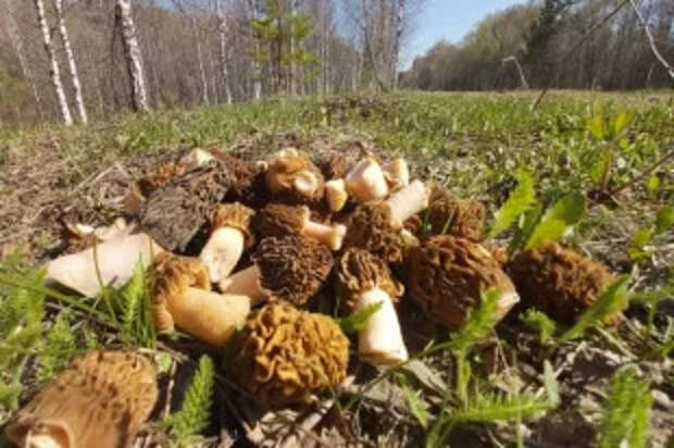 Какие грибы растут весной и можно ли их есть?